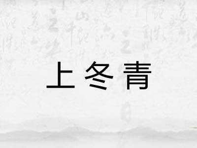 上冬青