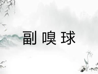 副嗅球