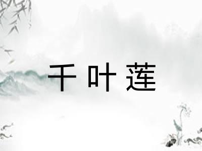 千叶莲