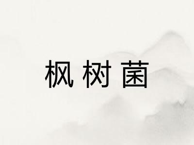 枫树菌