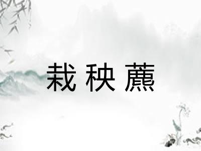 栽秧藨