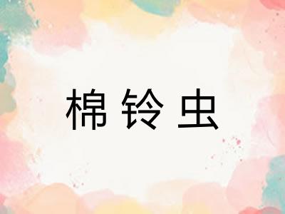 棉铃虫