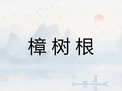樟树根