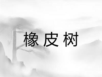 橡皮树