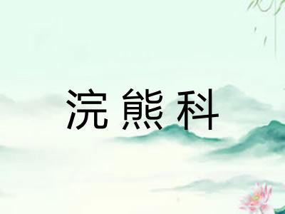 浣熊科