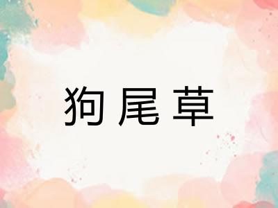 狗尾草