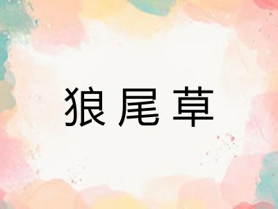 狼尾草