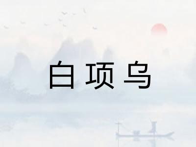 白项乌