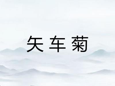 矢车菊