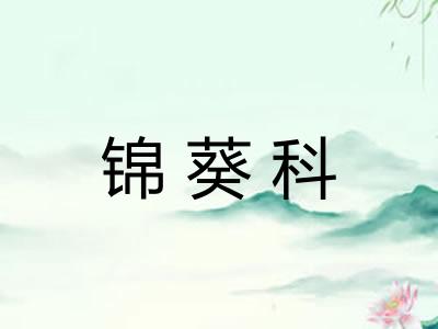 锦葵科