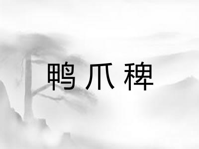 鸭爪稗