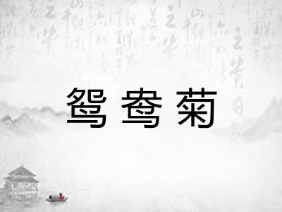 鸳鸯菊