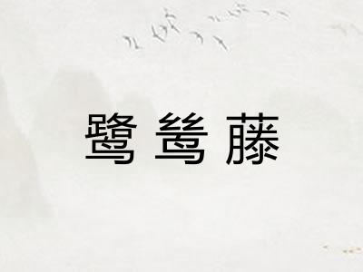 鹭鸶藤