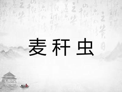麦秆虫