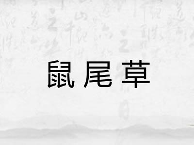 鼠尾草