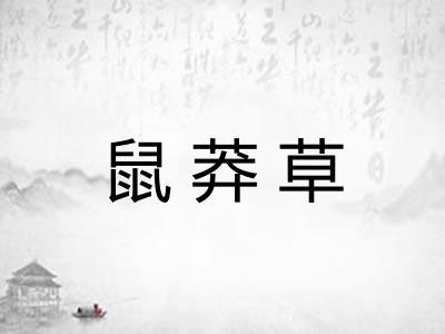 鼠莽草