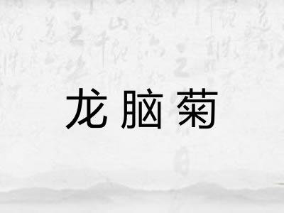龙脑菊